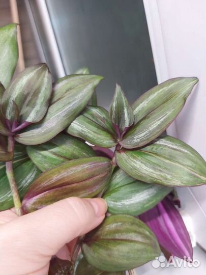 Традисканция