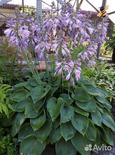 Хоста для сада