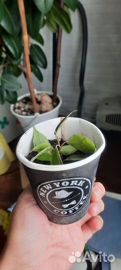 Фикус бенджамина