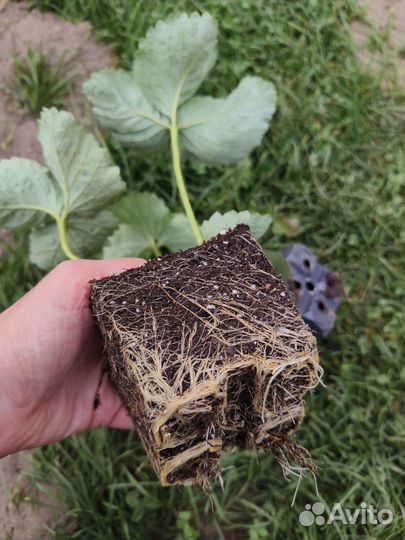 Саженцы клубники Альба, Азия, Сенсация