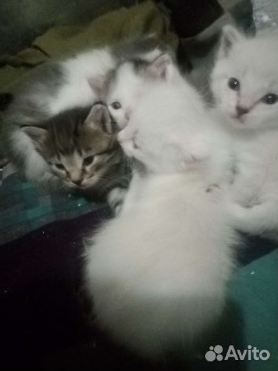 Котята в добрые руки