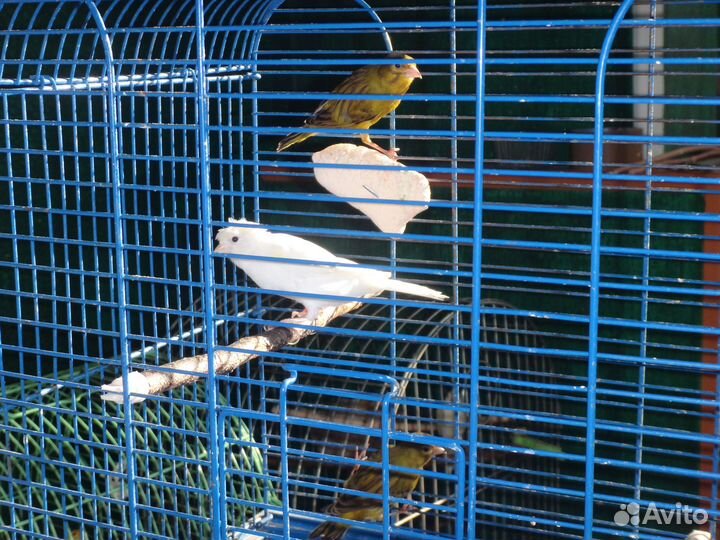 Кенары зеленые