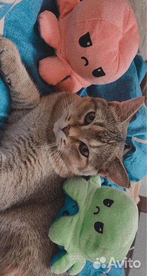 Вязка котов шотландских