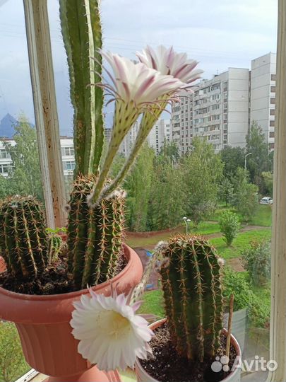 Кактус цветущий