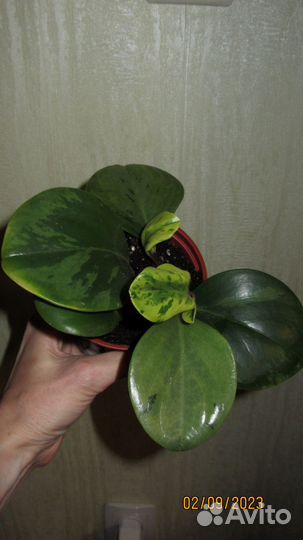 Строманта + Пеперомия