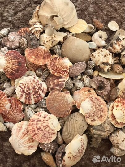 Морские ракушки