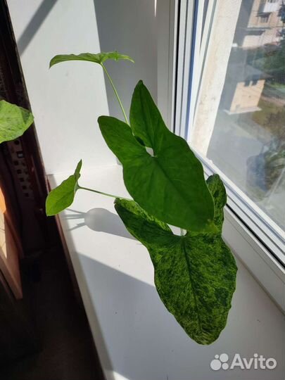 Сингониум Моттлед Мохито