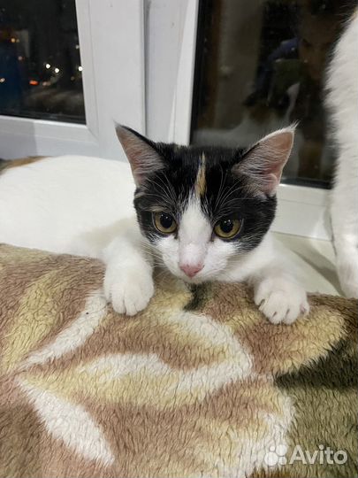 Котенок в добрые руки