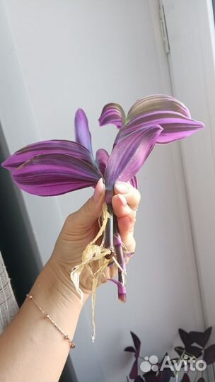 Традесканция Нанук срезы