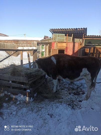 Корова стельная