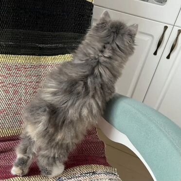 Курильский бобтейл длинношёрстный котёнок
