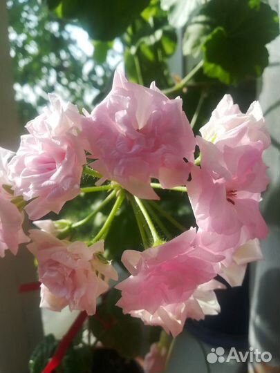 Пеларгония герань, колеус, фиалка детки