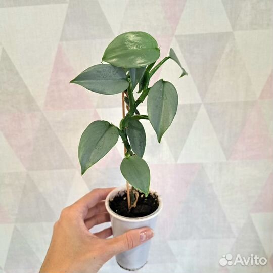 Филодендроны, Монстеры, Пеперомии, Аптения