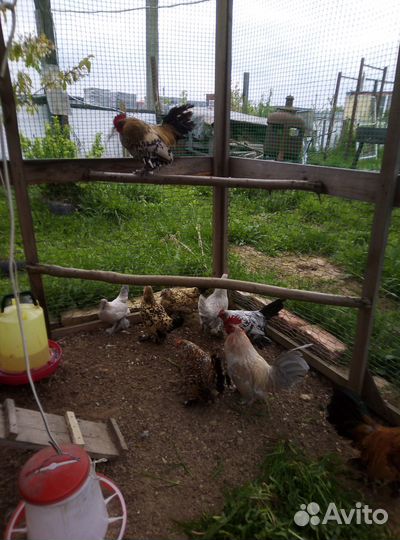 Мильфлер,падуан