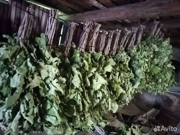 Дубовые веники для бани