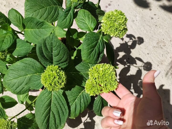 Гортензия крупнолистная