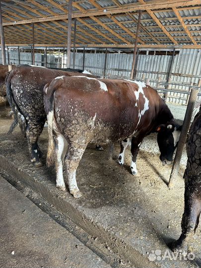 Телки корова