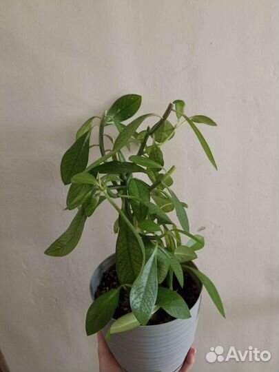 Синадениум