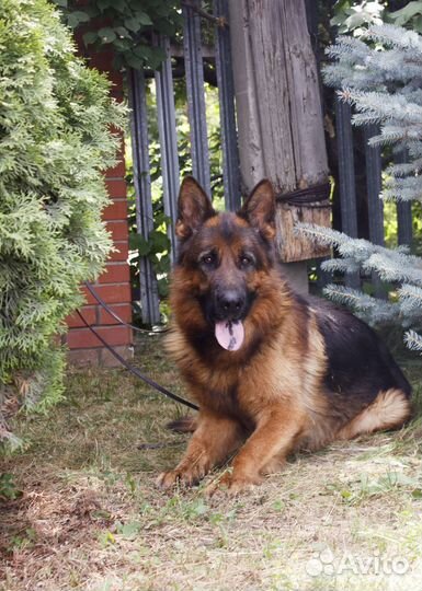 Кобель немецкой овчарки для вязки