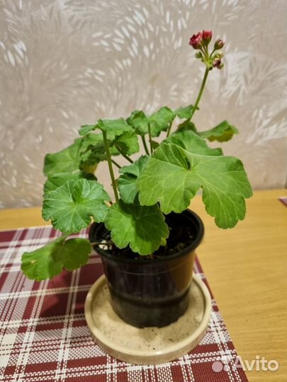 Герань пеларгония