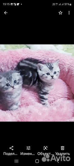 Котята тигрята