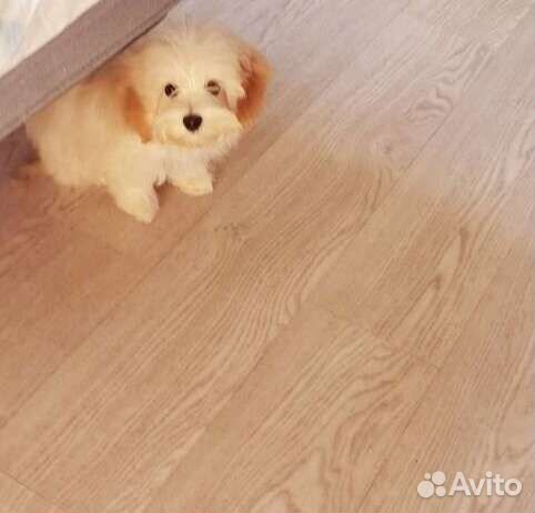 Мальтипу f1 Китти