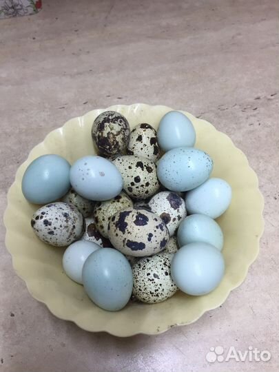 Яйцо перепилиное инкубационное