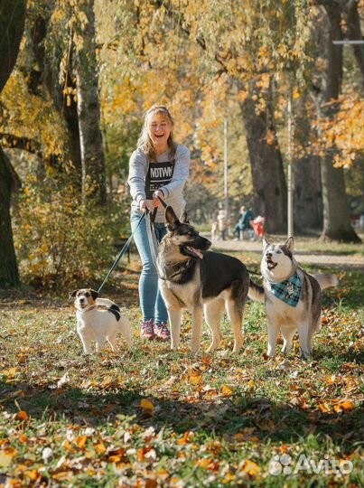 Дрессировка, детский сад для щенков