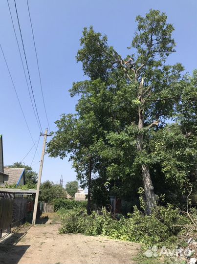 Спил деревьев