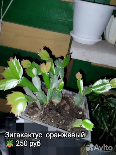 Зигакактус