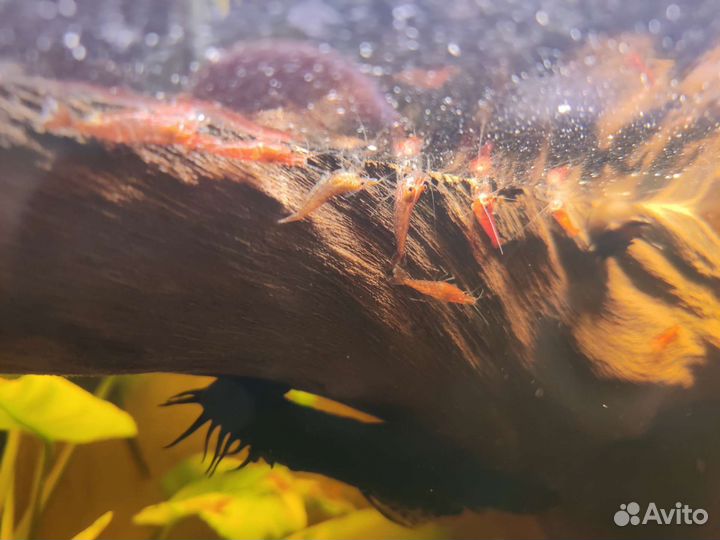 Улитка Хелена, Креветки Вишня