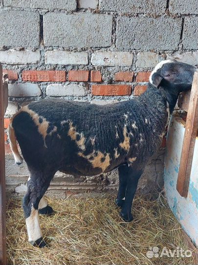 Овцы бараны ягнята