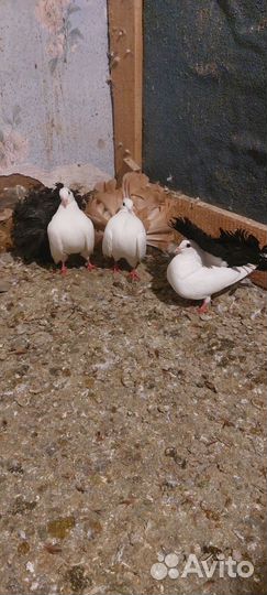 Продажа голубей