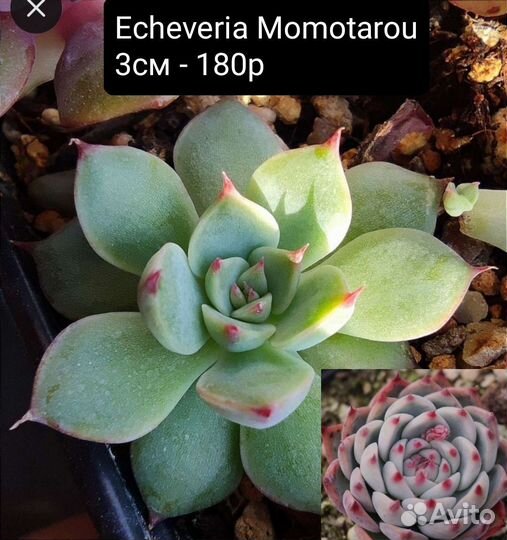 Суккуленты 1