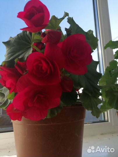 Бегония вечноцветущая