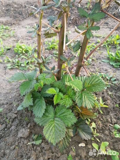 Саженцы ежевики безшипной тройная корона