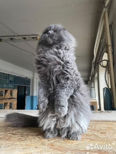 Кот в добрые руки