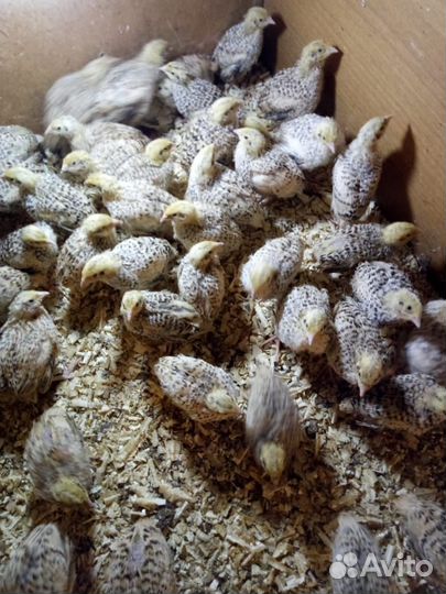 Продам перепелов