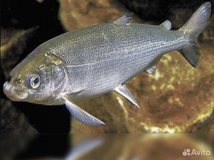 Рыба свежемороженая оптом