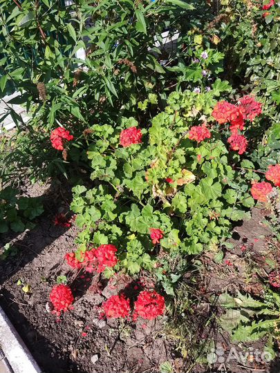 Герань пеларгония