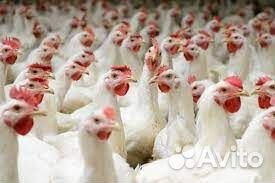 Рабочий на переработку мяса птицы