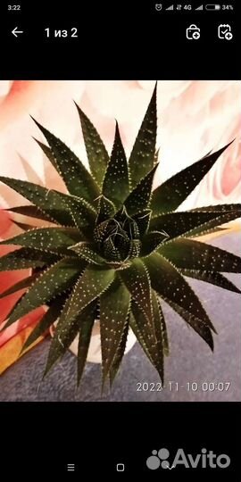 Седум японика и другие суккуленты в ассортименте