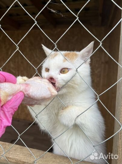Кот без носа по имени Гарри