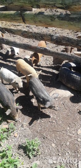 Венгерская мангалица