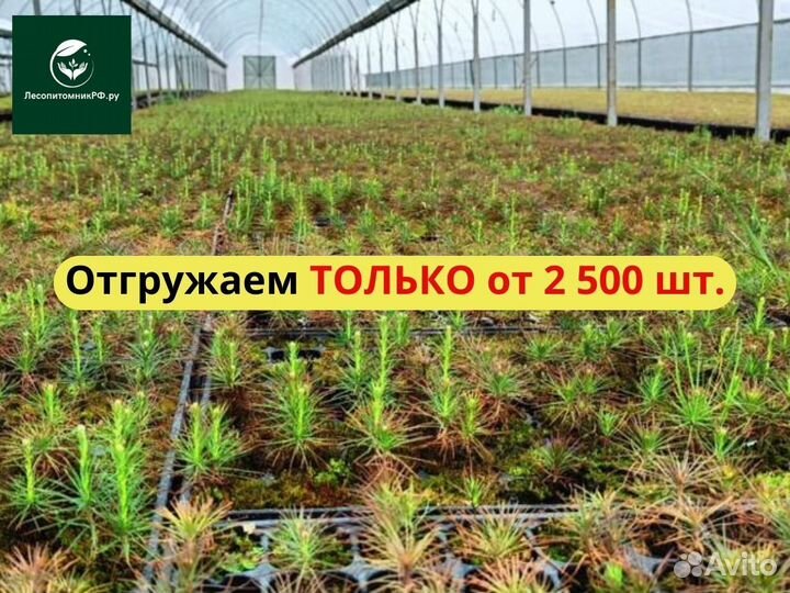 Саженцы ели европейской зкс