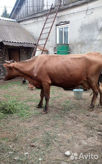 Стельная корова 