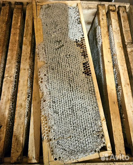 Мёд алтайский натуральный 2023