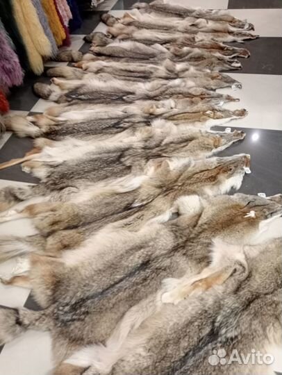 Шкурки койот, луговой волк