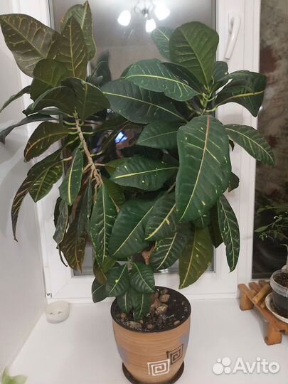 Комнатные растения