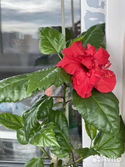 Гибискус комнатный махровый